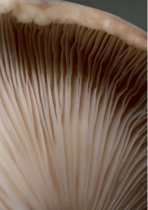 Увлажняющий ночной крем для лица Babor CLEANFORMANCE Stress Defense Mushroom Cream
