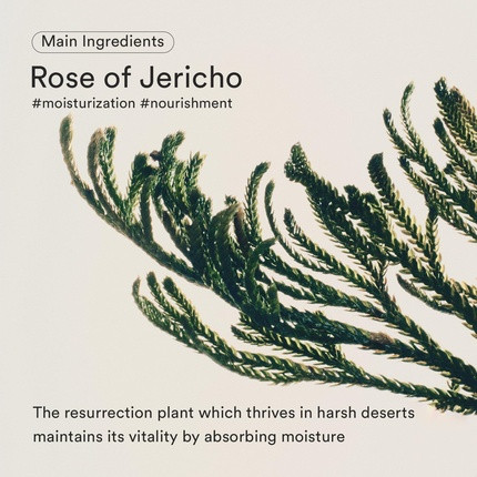 Сыворотка Abib Jericho Rose Firming Drop