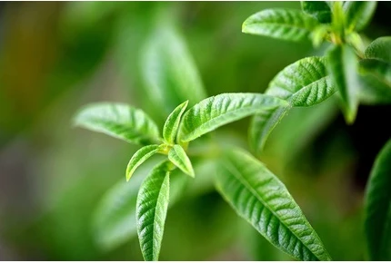 Туалетная вода L'Occitane Verbena
