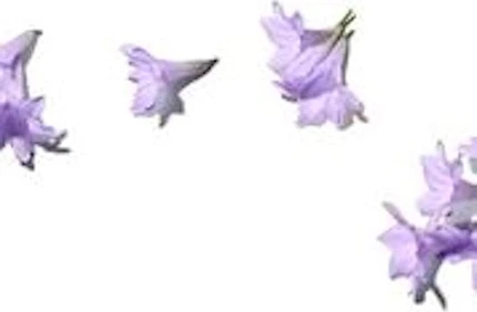 Бальзам для губ Benamôr Jacarandà